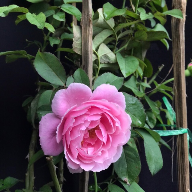 [ HỌC VIÊN NÔNG NGHIỆP I ] Hoa Hồng Soeur emmanuelle