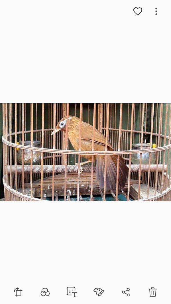 Cám trứng siêu cao cấp cho Họa Mi