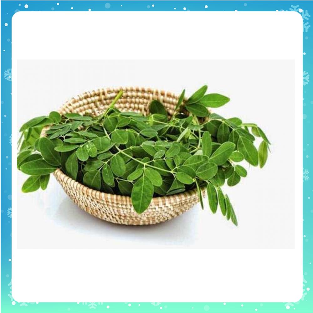 Hạt Giống Chùm Ngây Nhiều Nhánh Dễ Trồng