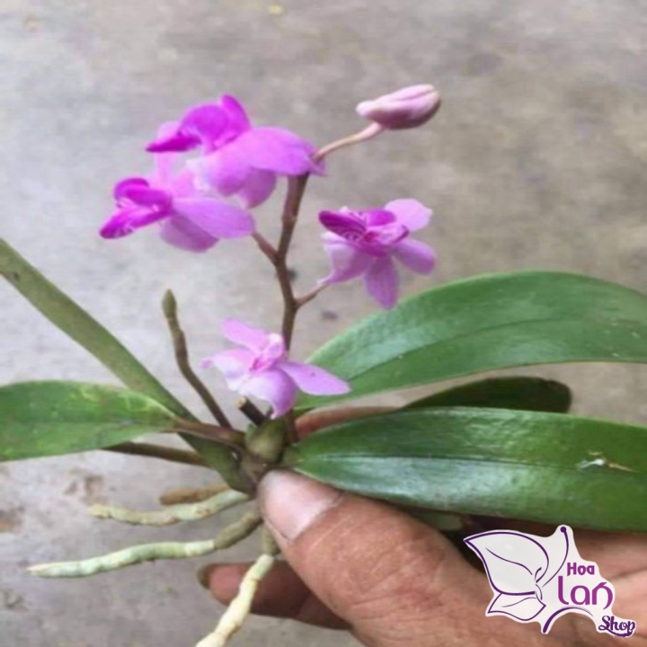 Lan Tiểu Hồ Điệp  *☘️ FREESHIP ☘️* Hồ ĐIệp Rừng [ Cây Giống ]