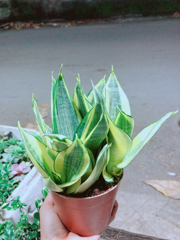 [HCM]Lưỡi Hổ Thái Vàng
