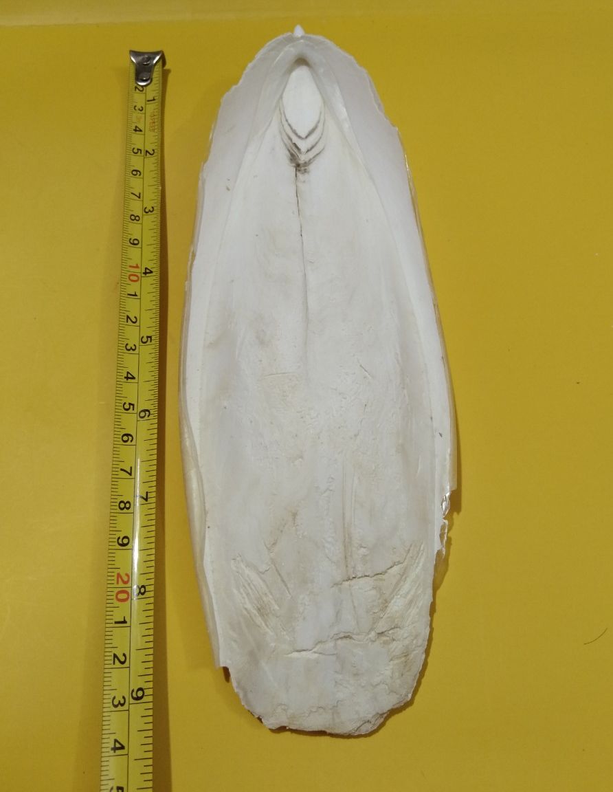 1 CÁI NAN MỰC -MAI MỰC TO DẦY SIZE 18-26CM
