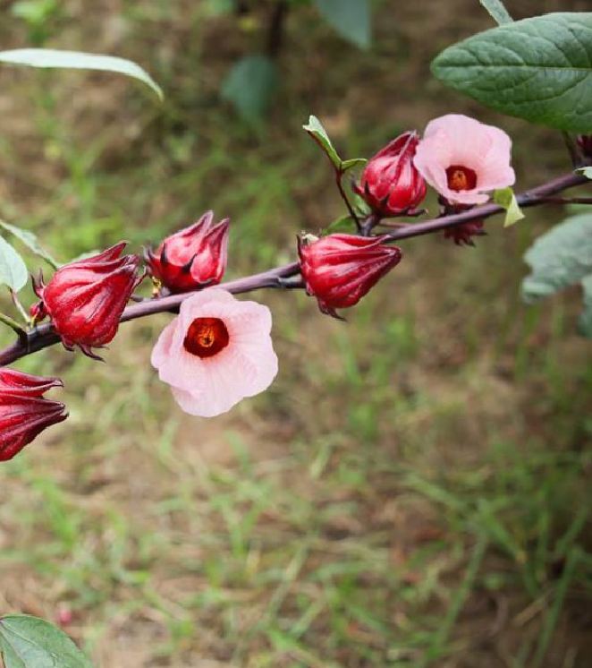 Hạt Giống Cây Atiso Đỏ ( Bụp Giấm) - 10 hạt.gói
