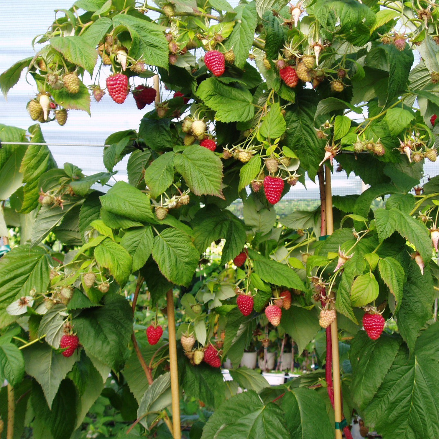 "Gói 30 "Hạt giống quả Mâm Xôi đỏ (Phúc Bồn Tử) [Seeds]