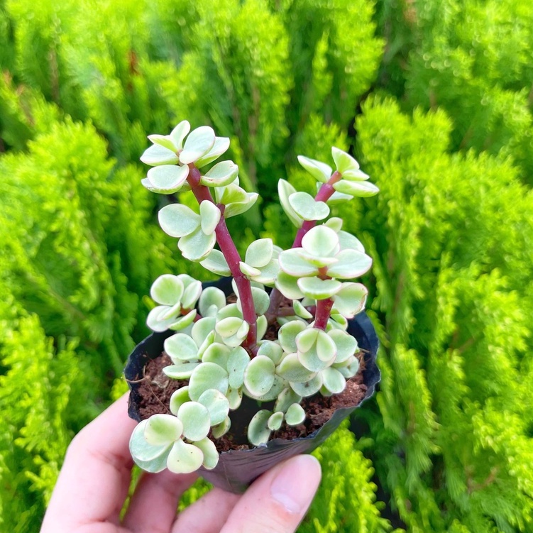 Sen đá đôla 3-5cm