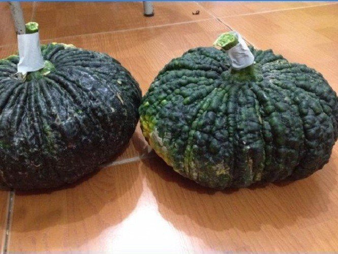 HẠT BÍ ĐỎ DA CÓC F1 - GÓI 2 GRAM