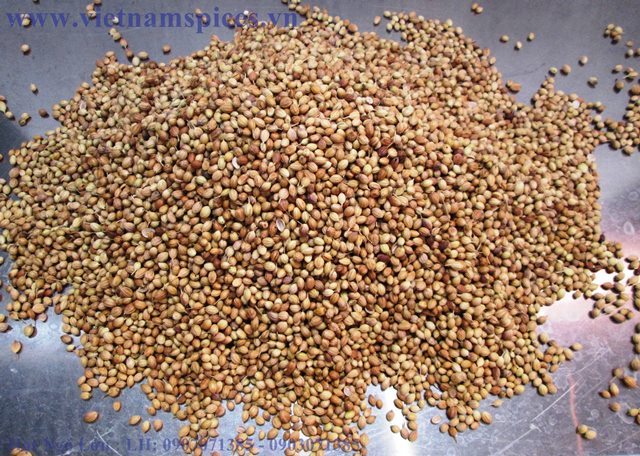 Hạt Ngò Lớn (Ngò Tây) Ngò Gai 200gram
