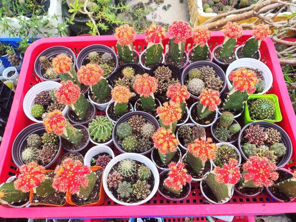 Xương rồng tháp lem đỏ (hồng ngọc màu đỏ hoặc đỏ cam)