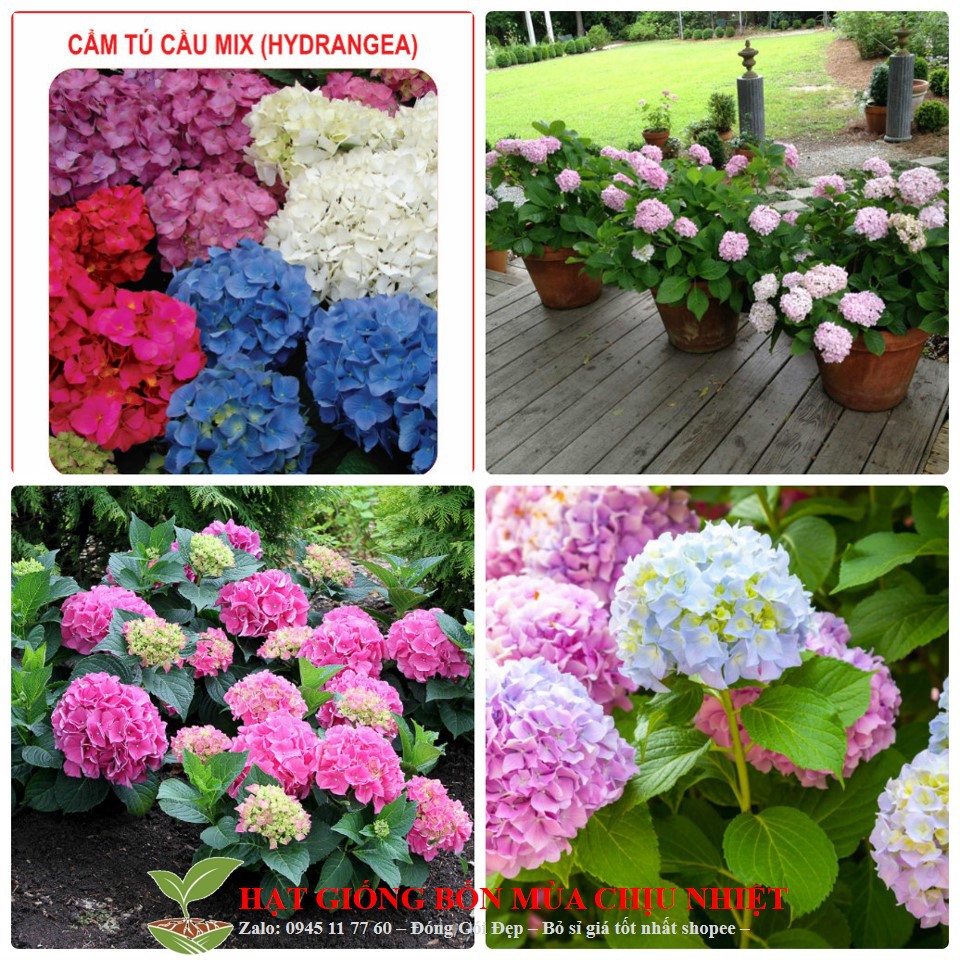 HG16 Gói 5 hạt giống hoa cẩm tú cầu