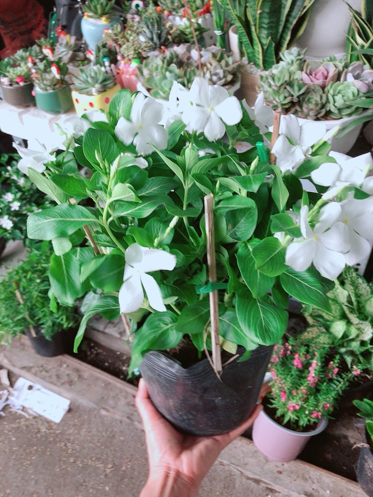 Cây Dừa Cạn