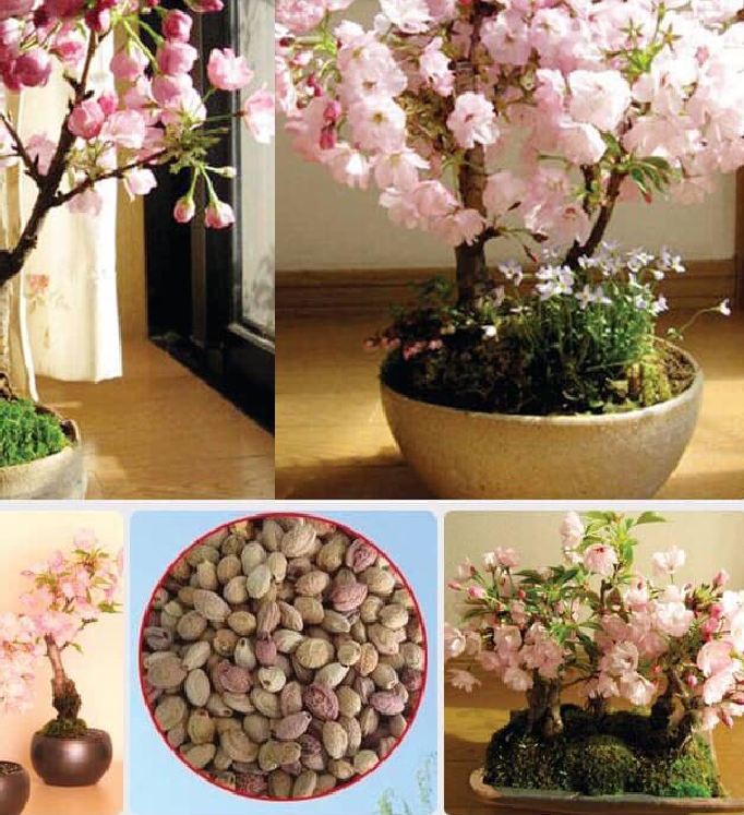 Japanese Cherry Blossom Seeds (10 Seeds)