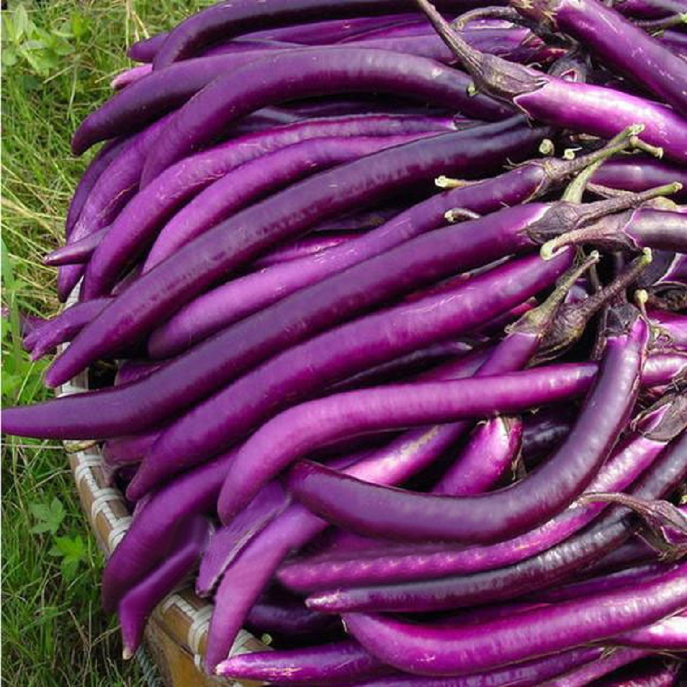 Hạt giống cà tím siêu dài (gói 1 gram)