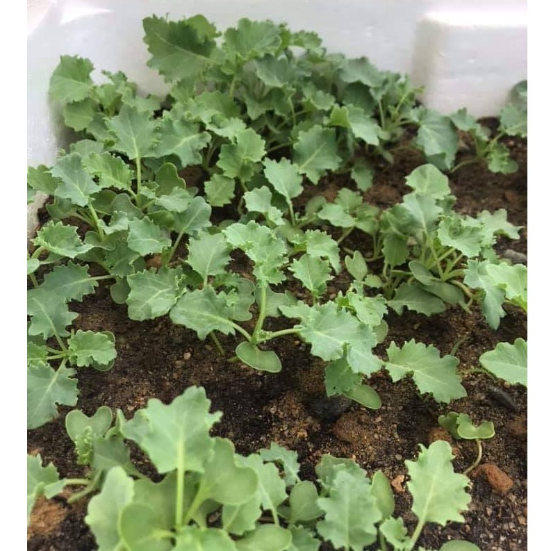Cải Xoăn Kale Mỹ Khổng Lồ 300 hạt