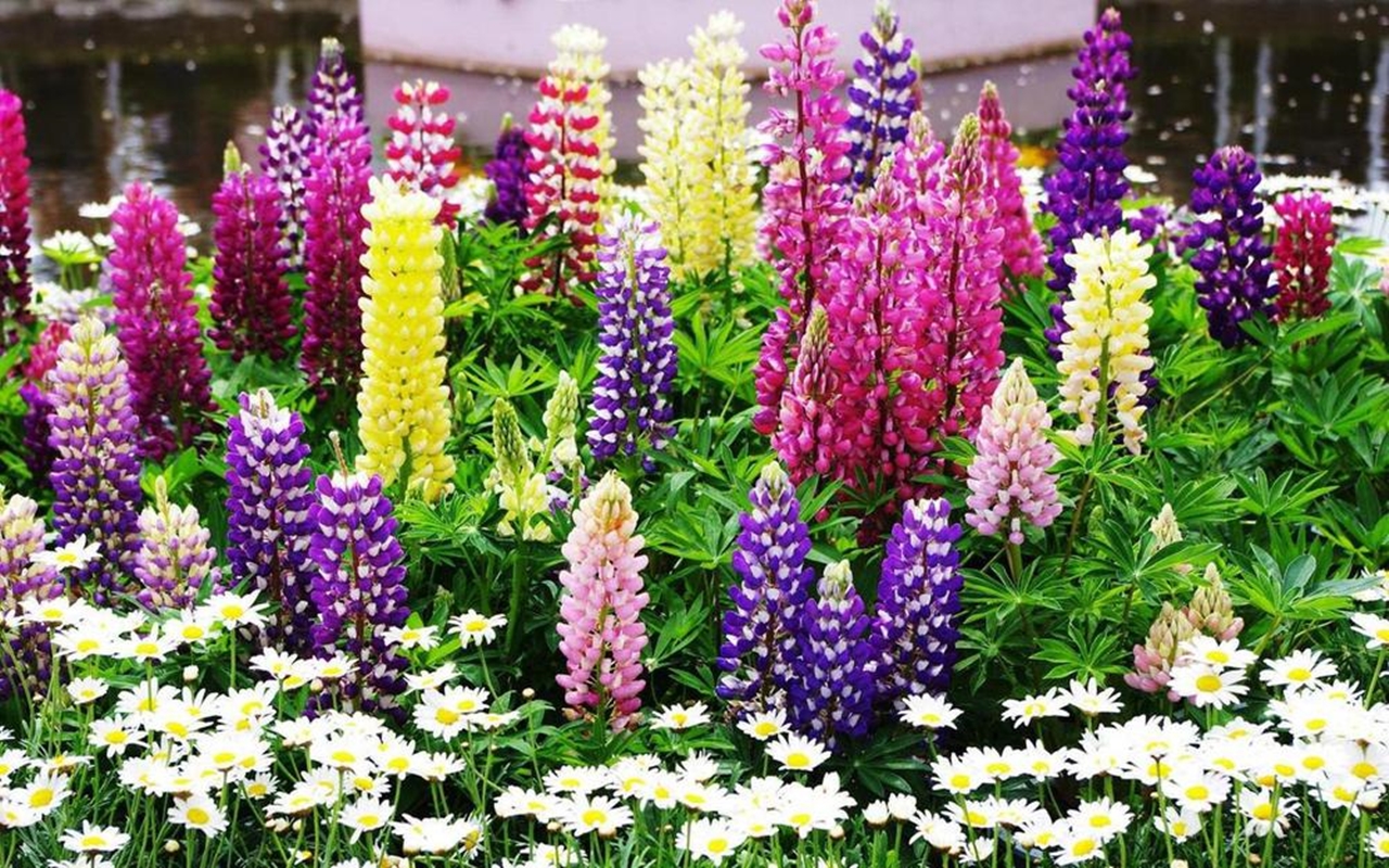 Hạt giống hoa Đậu lupin