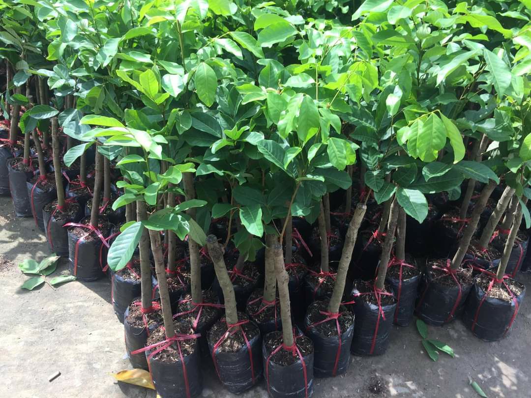 cây giống chôm chôm thái siêu sớm