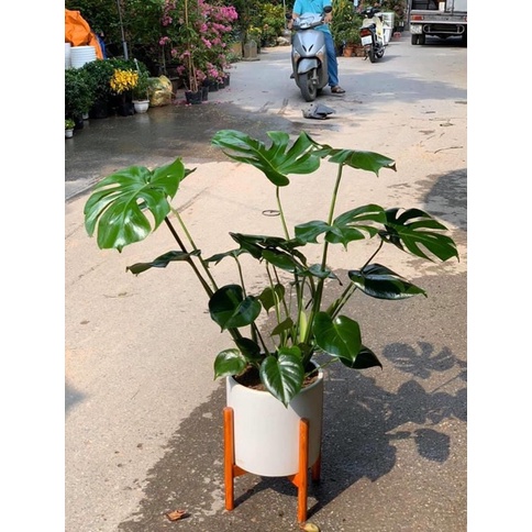 Trầu bà xẻ Montera chậu 3 cây