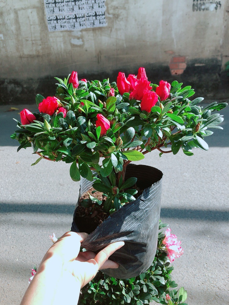 Cây Đỗ Quyên Cao 30cm Ngang 30cm