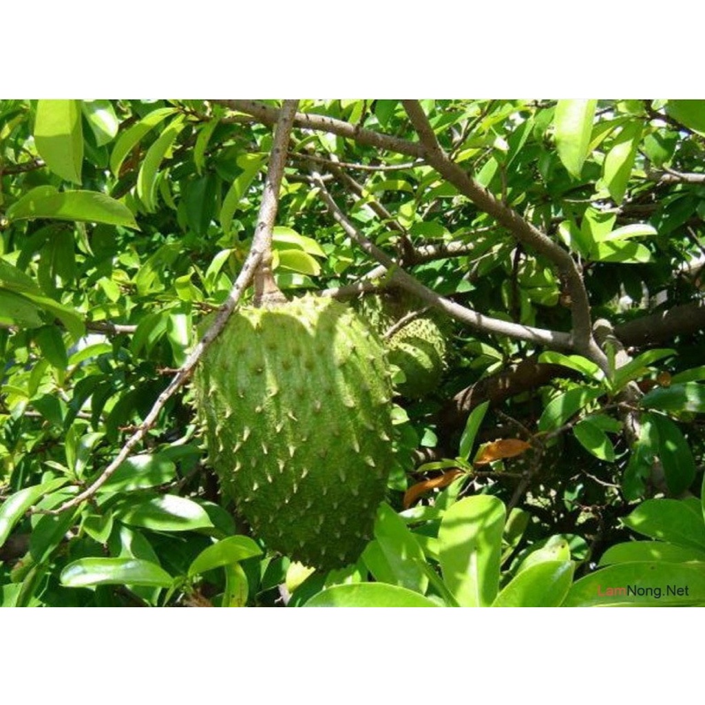 cây giống mãng cầu xiêm (được kiểm tra hàng )
