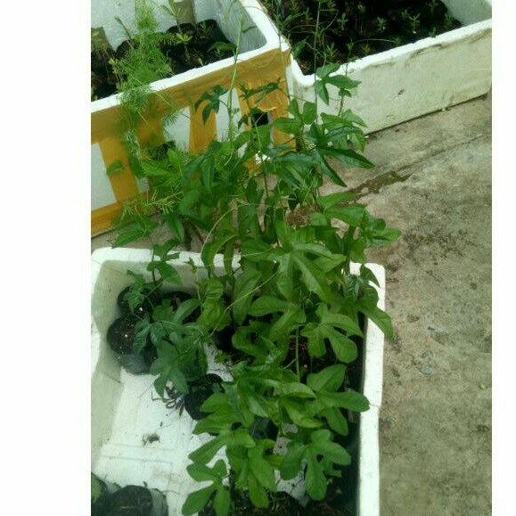 Cây gấc giống