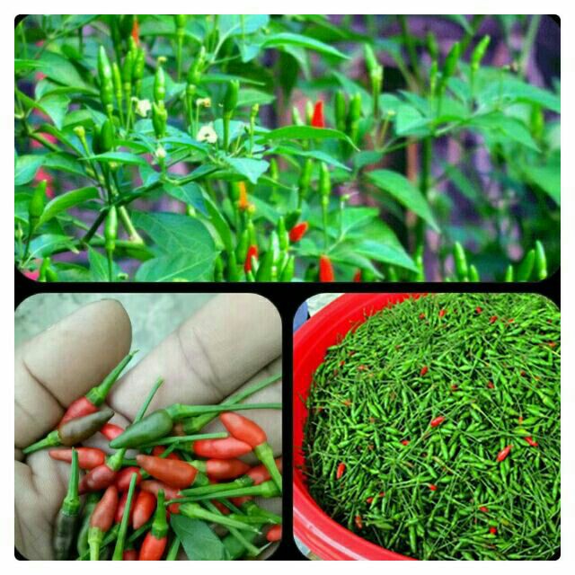 Hạt Giống Ớt Xiêm Rừng