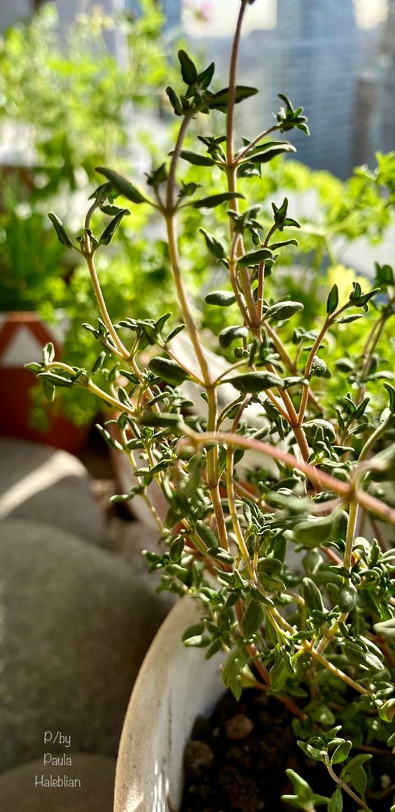 Thyme Pure Oil