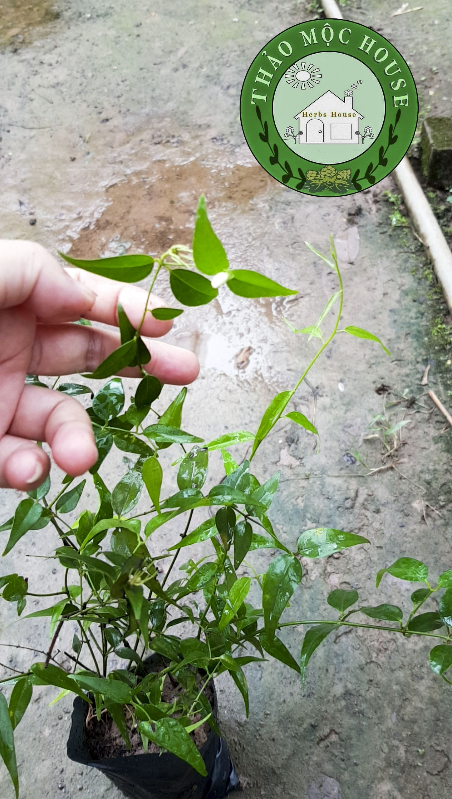 cây chè vằng sẻ