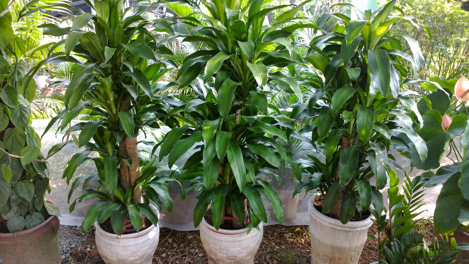 THIẾT GHÉP MỘC LAN