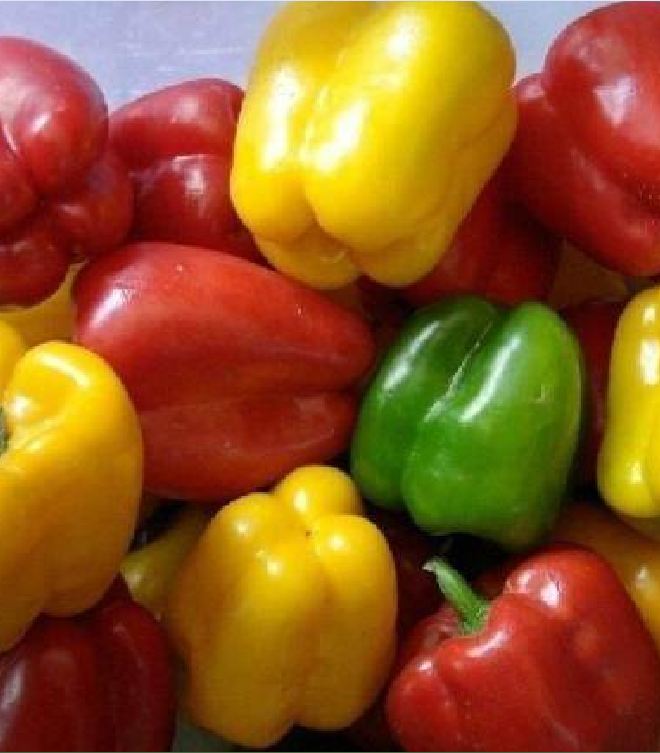 Hạt Giống Ớt Chuông Ngọt --Gói 30 hạt