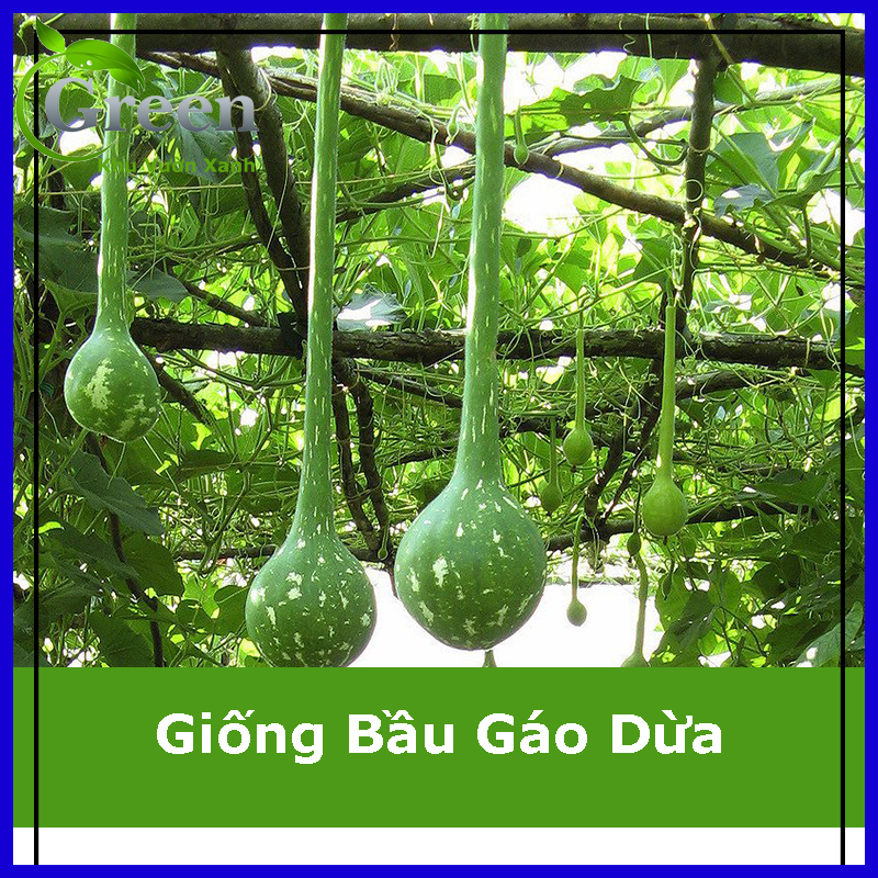 Hạt giống bầu gáo dừa