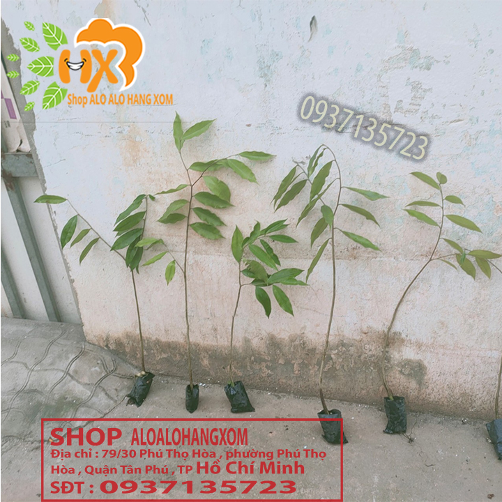 [HCM]combo 5 cây trầm hương ( cây giống )
