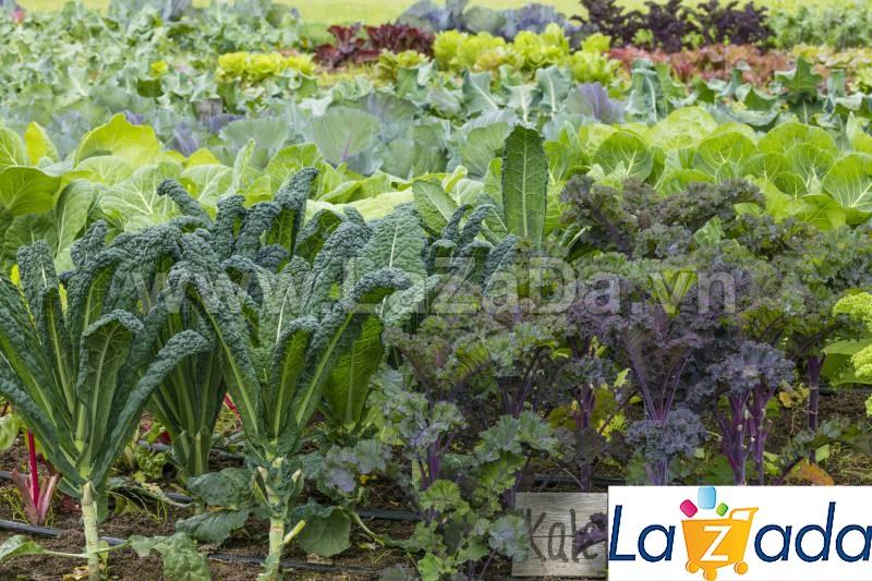 5GR 1000.HẠT Hạt Giống Cải Xoăn Kale Crazy Mix (| B19*W55)