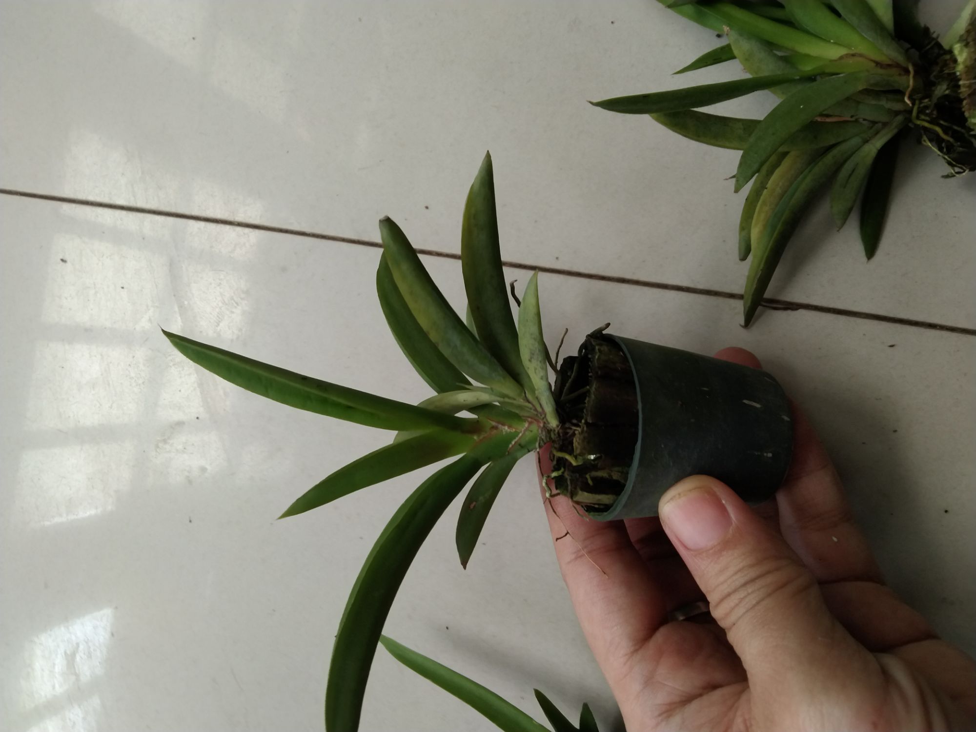 Hoa lan vũ nữ bút chì giống đủ màu
