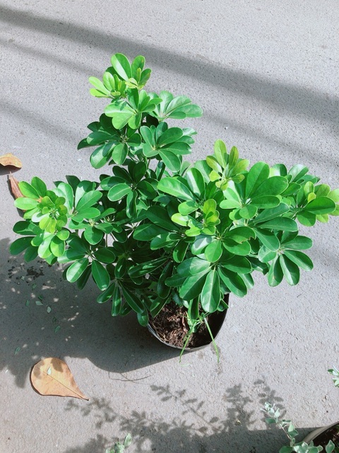 Cây Ngũ Gia Bì Size Lớn