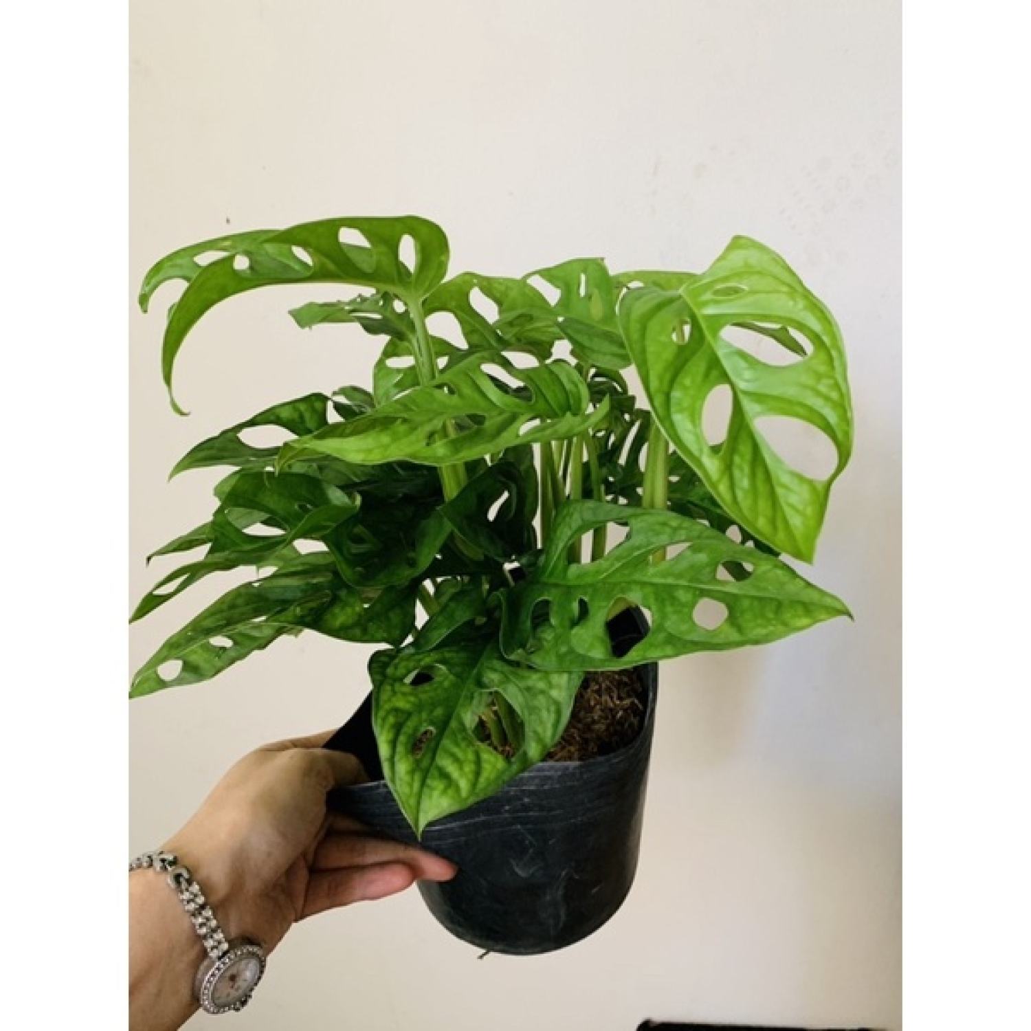 Chậu trầu bà lỗ nhiều thân