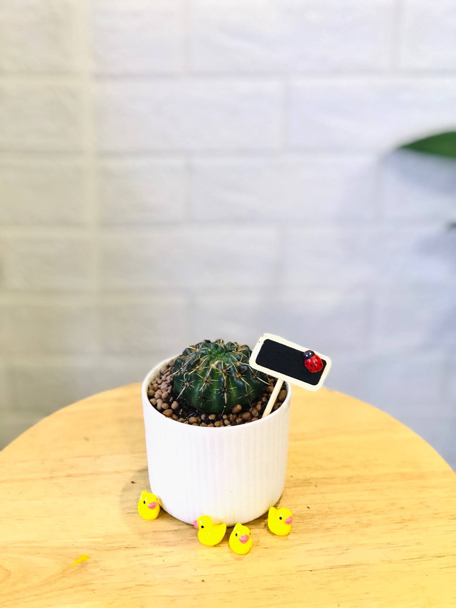 Xương rồng gai kiếm