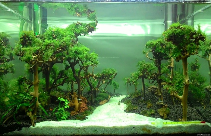 Fishton Water Treatment Microorganisms Quickly Clean Water and Eliminate Fishy Odors from Channa, Dragonfish, and Red Snapper.