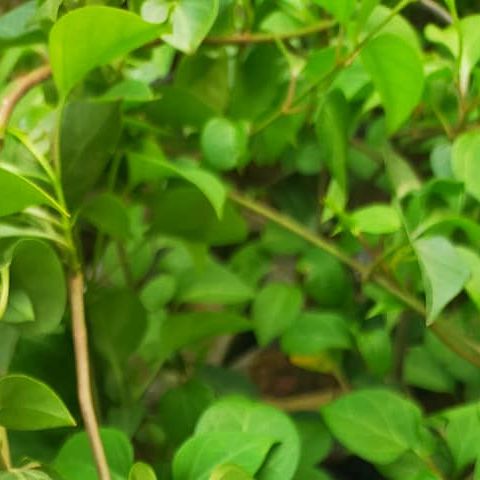 Hạt Giống Cây Lá Giang dể trồng - Gói 10 hạt