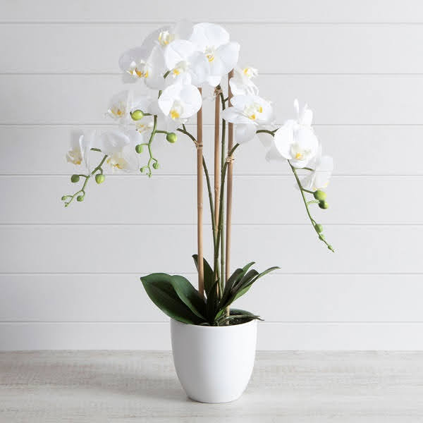 Hạt giống Lan hồ điệp F1