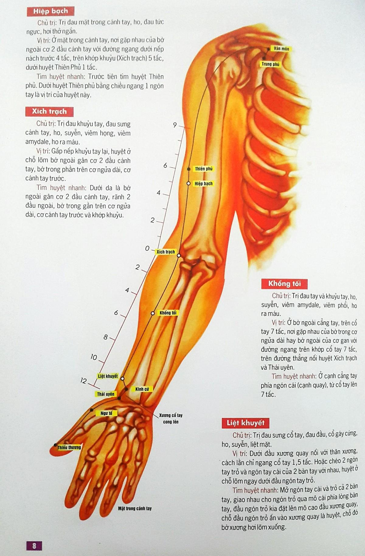 Huyệt Vị Kinh Lạc Cơ Thể Người