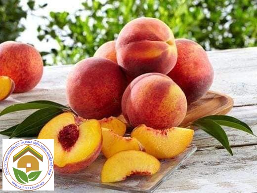 Cây giống đào tiên nhật bản - cây giống f1