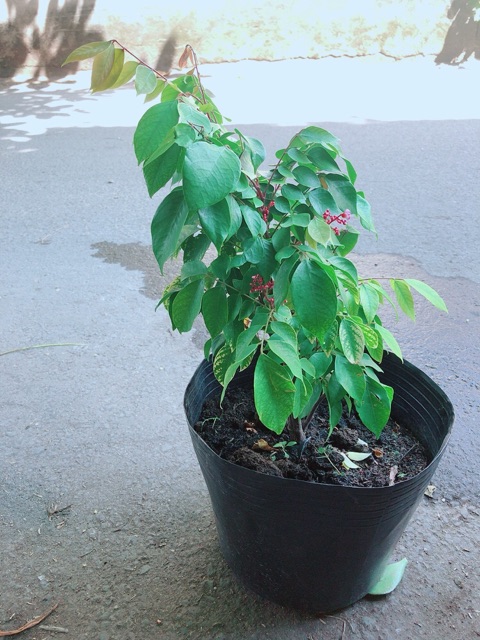 Cây Khế Có Hoa Cho Trái Ngon