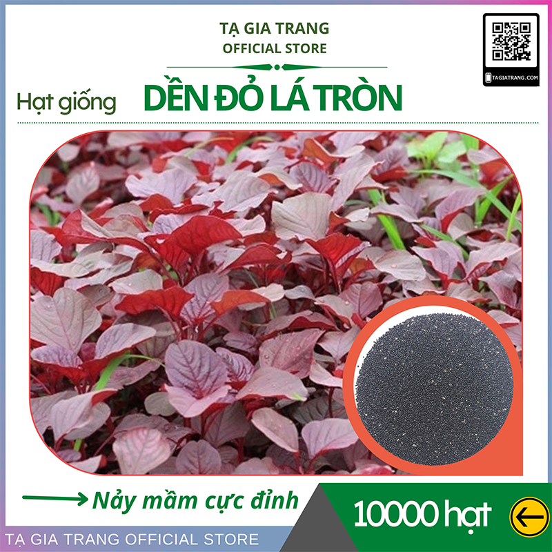 Hạt giống rau dền đỏ lá tròn- Shop hạt giống Tạ Gia Trang