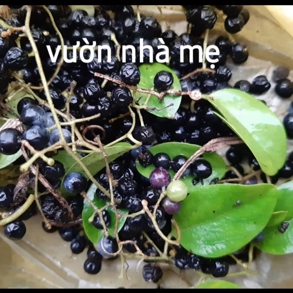 30 hạt cây sương sâm ( loại trơn)