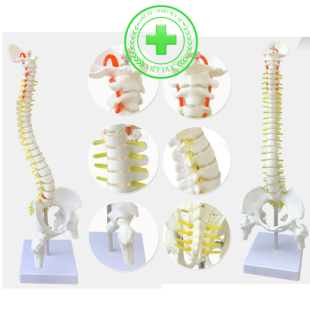 Mô hình cột sống 45cm Mô hình xương người