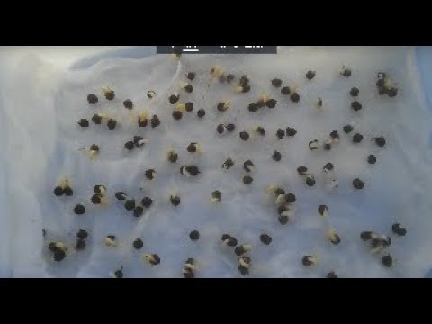 20 gram Hạt giống rau mồng tơi