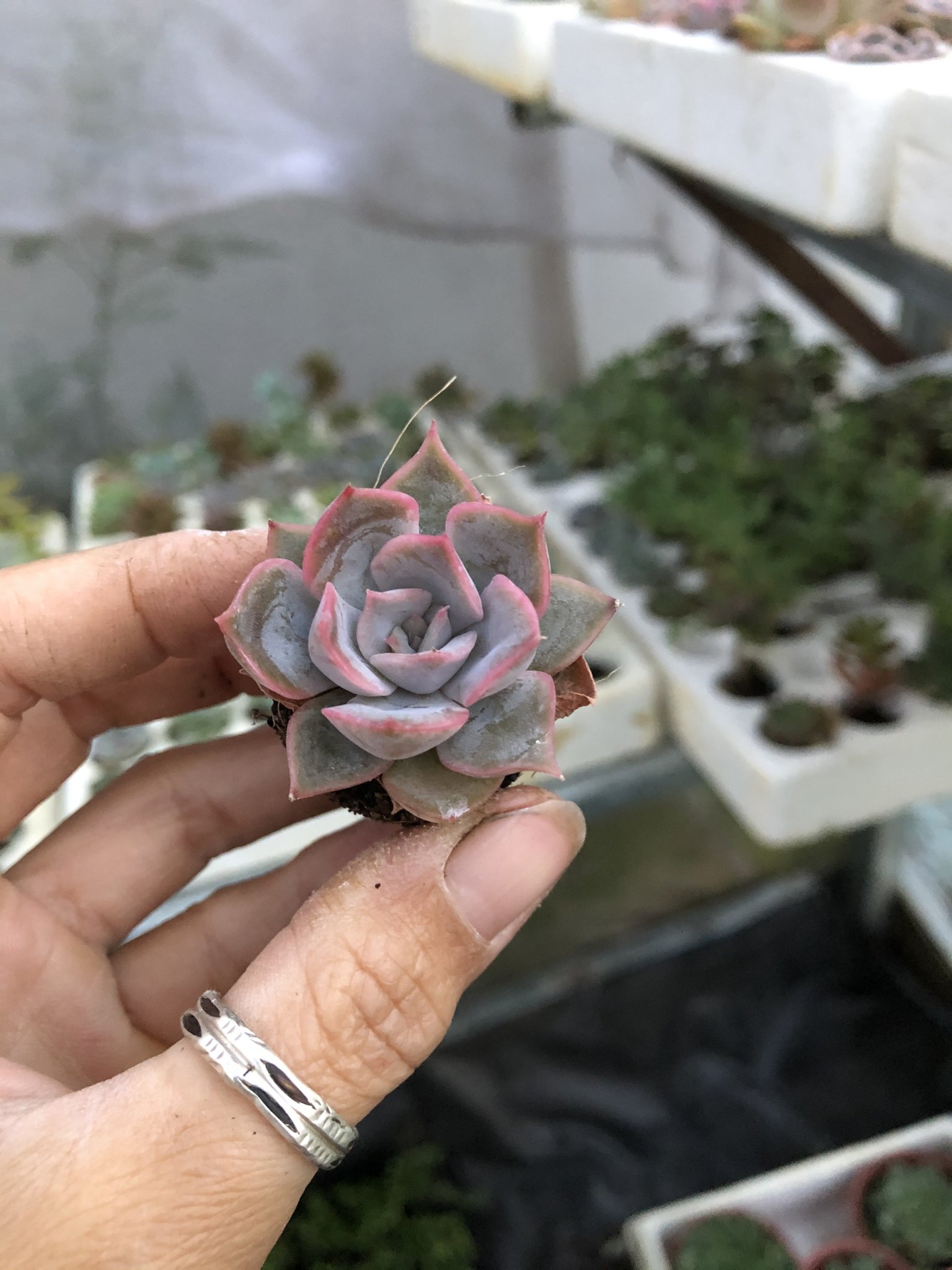 Sen vỉ mini 6k