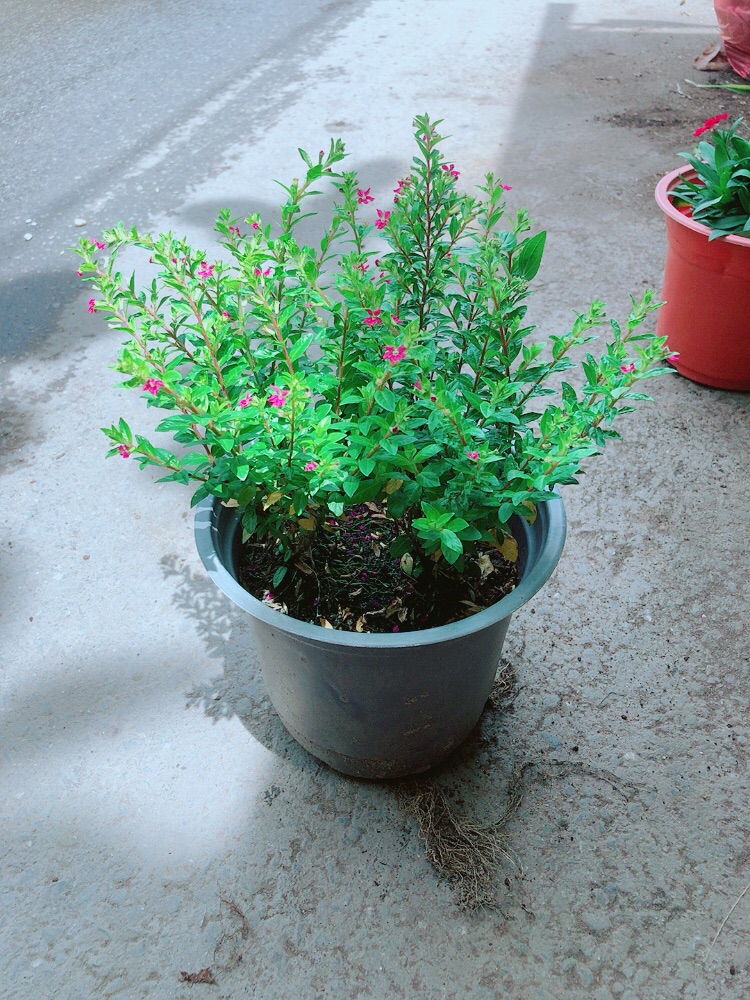 Hoa Cẩm Tú Mai