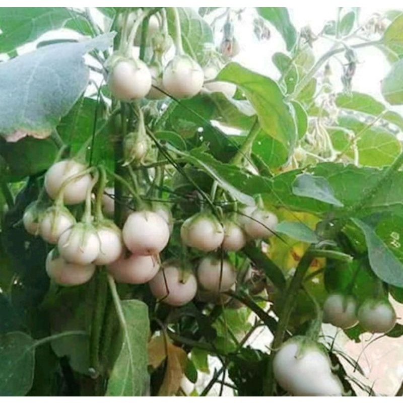 Hạt Giống Cà Pháo Trắng HN gói 0,5g