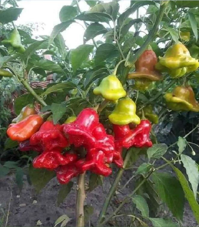 Hạt giống ớt chuông gió ( ớt hoa hồng ) 20 hạt/gói