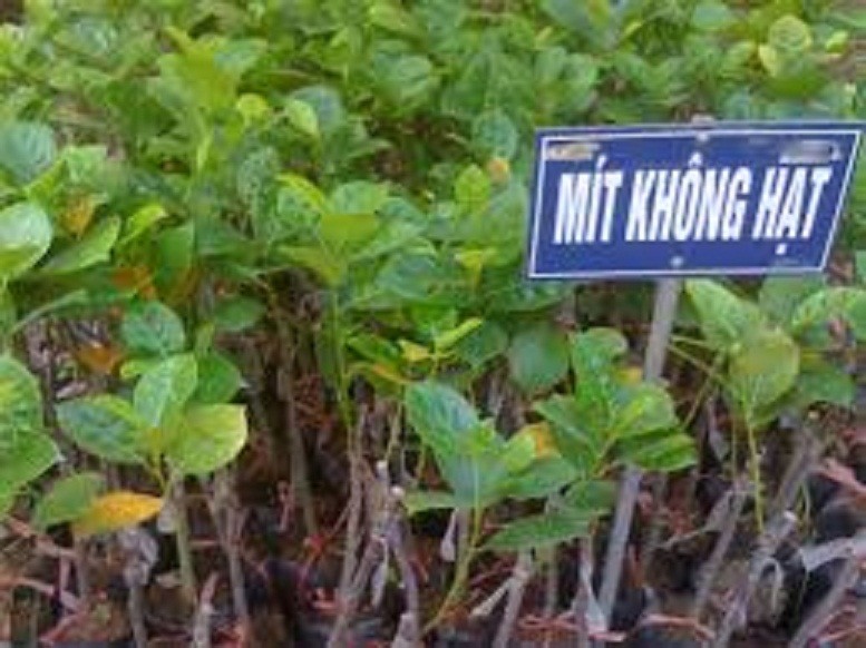 CÂY GIỐNG MÍT KHÔNG HẠT
